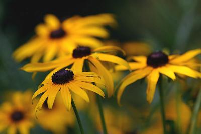 Black Eyed Susans