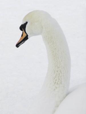 Swan in the Snow*by Dan Koyanagi
