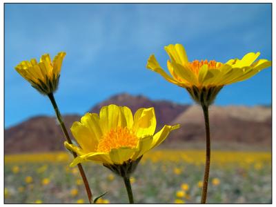 Spring in Death Valley  by mexiwolf