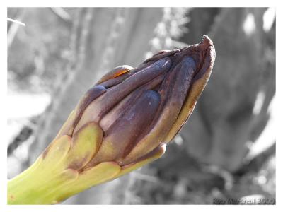 Cactus Bud