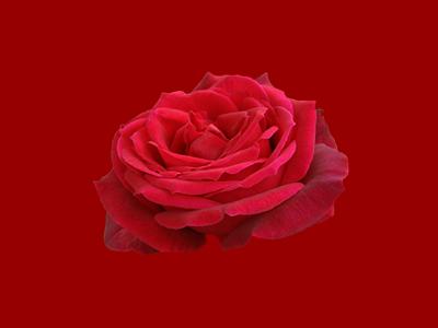 rose - Rose - ROSE  by Harvey Rawn