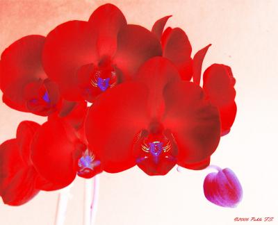 Red Orchidby Pablo F.S.