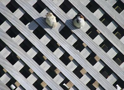 Sparrows in a Matrix  by inframan