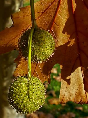 Late Autumn Afternoon:Plane Tree*by Bugzie