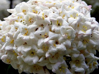 Vibernum Cluster as Popcorn Ball by inframan