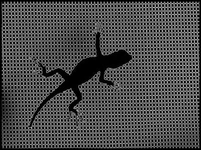 Black & White Lizard *by pengu1n