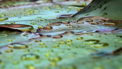 <b class=winner>4th (tie)</b><br><strong>Water Lilly Water Drops</strong><br><small><em>by oVan</em></small>