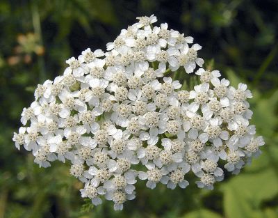 Yarrow Cluster (before conforming to rules)  by Bogle