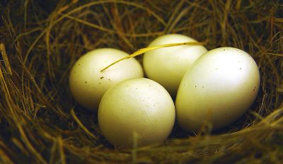 Eggs  White*