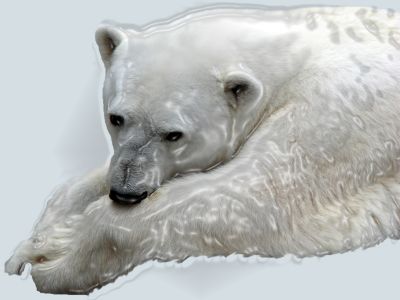 Icy White Bear*