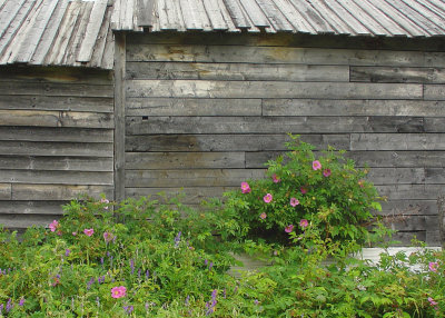 Wild Roses Against an Old Sawmill