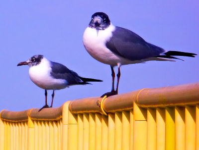 Two Blue Gulls