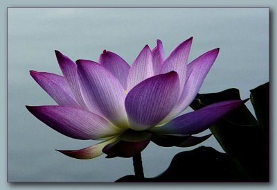 Light Blue Lotus