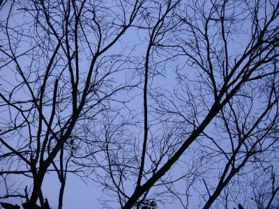 Woods in the blueby Tabrizi