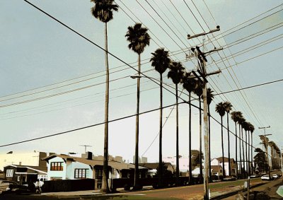 Palm Trees & Power Lines  by inframan