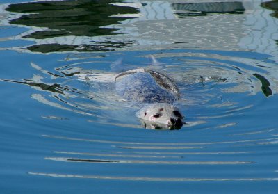 Harbour Seal by DebbyD