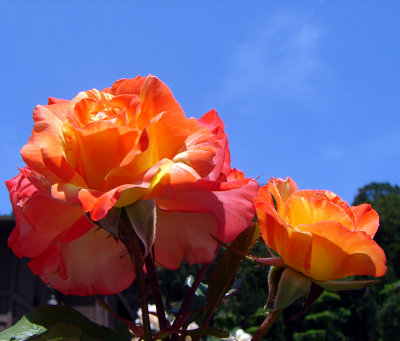 Orange Rose/Blue Skies*