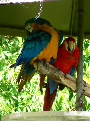 Two Parrots*by Cameron