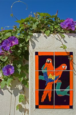 Spanish Hills Parrots <br> by Harvey Rawn
