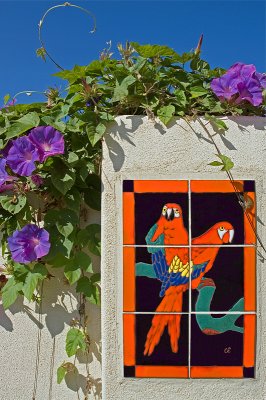 Spanish Hills Parrots  by Harvey Rawn