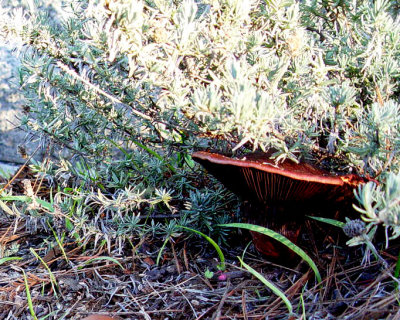 Hidden mushroomby Nona