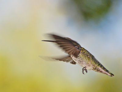 6th place (tie)Masked Hummingbird by lac111