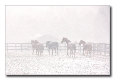 3rd placehorses in the snow