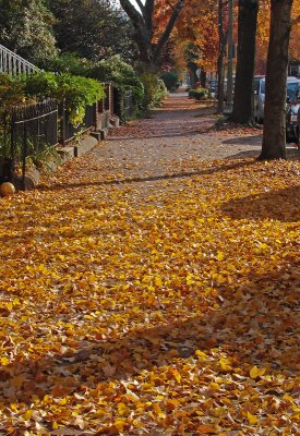 The End of Fall