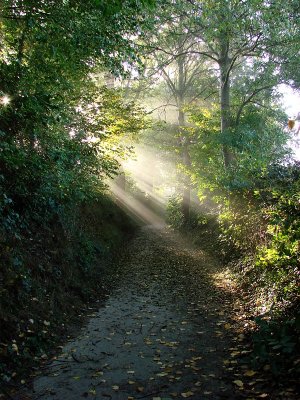 rays by geetwee