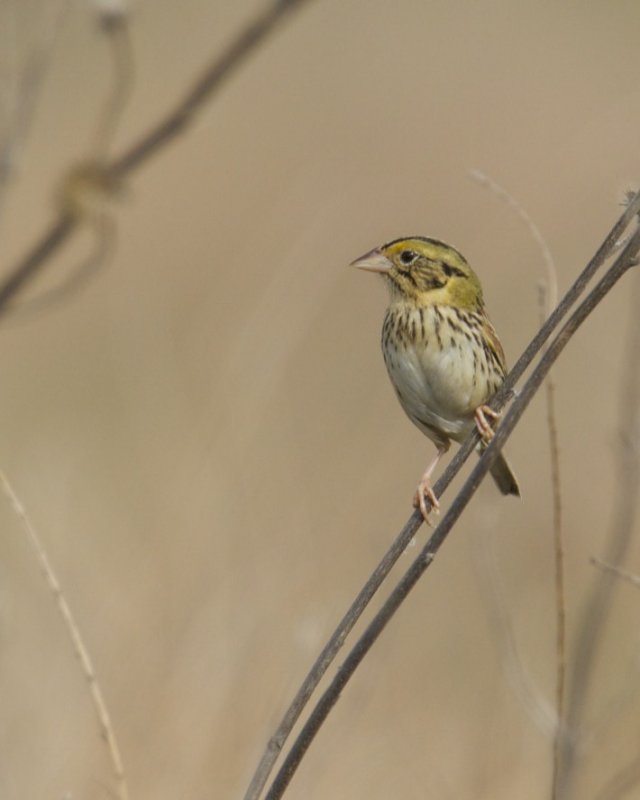 Henslows Sparrow, WKY, 2012