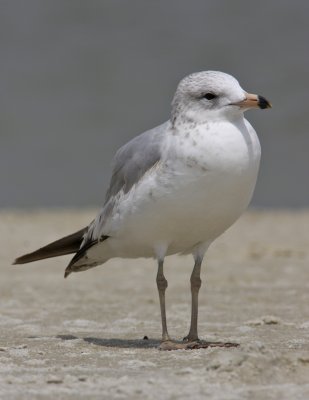 Ring-billed Gull, Dauphin Island, April 2011