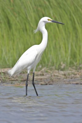Snowy Egret, Dauphin Island, April 2011