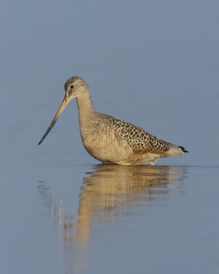 Marbled Godwit, Dauphin Island, April 2011