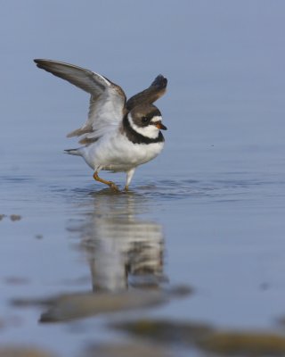 Semipalmated Plover, Dauphin Island, April 2011