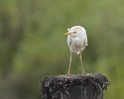 Cattle Egret, Dauphin Island, April 2011