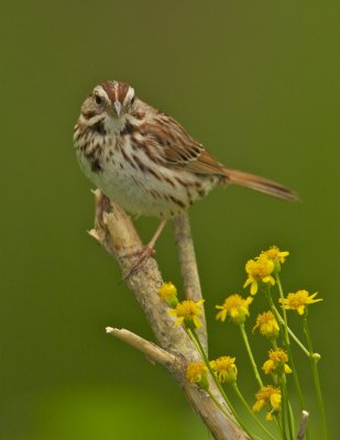Song Sparrow, Boone County, KY, May 21, 2011.jpg
