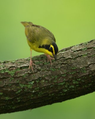 Kentucky Warbler, Boone Cliffs, Kentucky