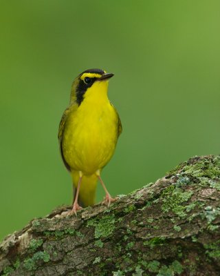 Kentucky Warbler, Boone Cliffs, Kentucky