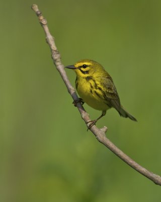 Prairie Warbler, Adair WMA, Kentucky