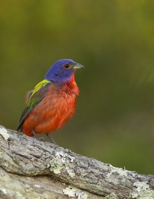 Painted Bunting, June 19, 2011, Hunting Island State Park, SC