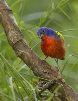 Painted Bunting, June 19, 2011, Hunting Island State Park, SC