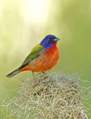 Painted Bunting, June 19, 2011, Hunting Island State Park, SC