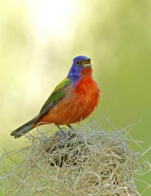 Painted Bunting, June 19, 2011, Hunting Island State Park, SC