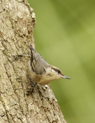 Brown Headed Nuthatch, June 22, 2011, Hunting Island State Park, SC