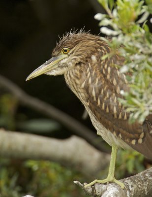 Black-crowned Night Heron, June 22, 2011, Harbor Island, SC