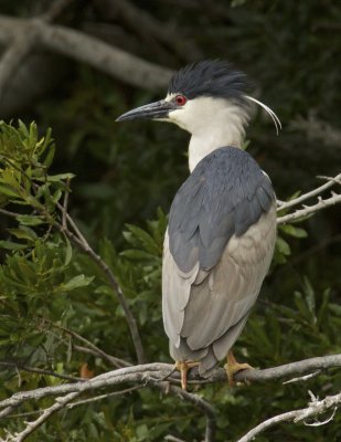 Black-crowned Night Heron, June 22, 2011, Harbor Island, SC