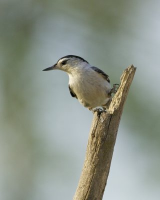 White-breasted Nuthatch, Boone County, June 2011