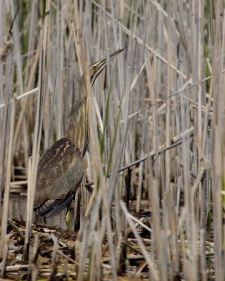 American Bittern, June 2009, Michigan