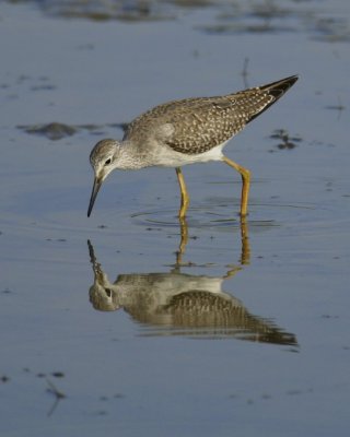 Lesser Yellowlegs, Minor Clark Fish Hatchery