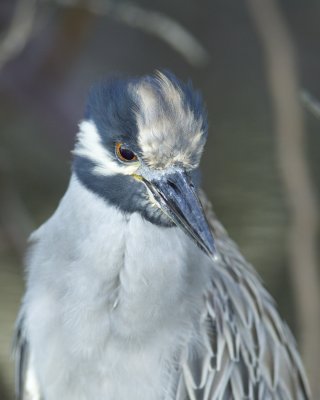 Yellow-crowned Night Heron, Fort Myers Beach, 10/2011
